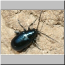 Altica sp - Blattkaefer 5mm 01b Lehmkuhle.jpg